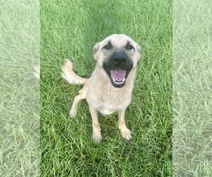 German Shepherd Dog-Unknown Mix Dogs for adoption in Eastman, GA, USA