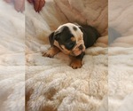 Small Photo #7 English Bulldog Puppy For Sale in ALBUQUERQUE, NM, USA