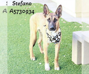 Mutt Dogs for adoption in Downey, CA, USA
