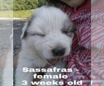 Small Photo #30 Great Pyrenees Puppy For Sale in HILLSVILLE, VA, USA