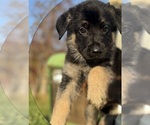 Puppy Brown Collar German Shepherd Dog