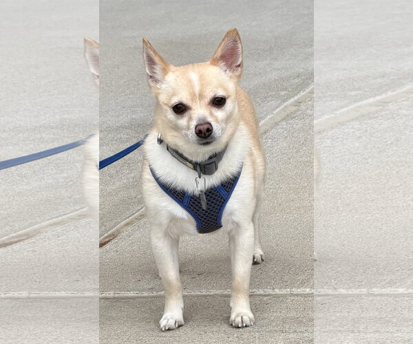 Medium Photo #1 Chihuahua-Unknown Mix Puppy For Sale in Munford, TN, USA