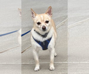 Chihuahua-Unknown Mix Dogs for adoption in Munford, TN, USA