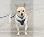 Oscar - Male Chihuahua-Unknown Mix Dog for Adoption - Small photo