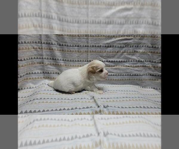 Medium Photo #6 Maltipoo Puppy For Sale in BROOKFIELD, MO, USA