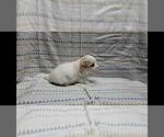 Small Photo #6 Maltipoo Puppy For Sale in BROOKFIELD, MO, USA