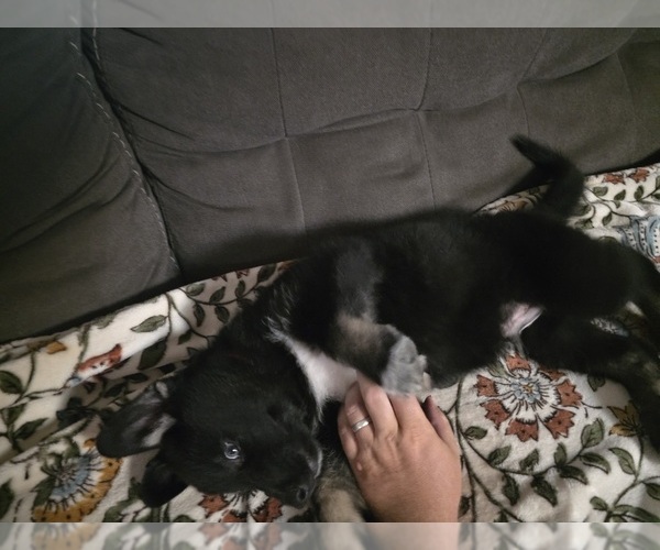 Medium Photo #3 Gerberian Shepsky Puppy For Sale in CONWAY, SC, USA