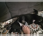 Small #2 Gerberian Shepsky