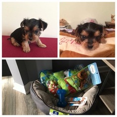 Yorkshire Terrier Puppy for sale in LEICESTER, NC, USA