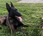 Small Photo #1 Belgian Malinois Puppy For Sale in DIXON, CA, USA