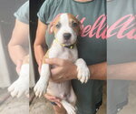 Peyton - Male Mutt Dog for Adoption - Small photo