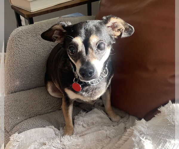 Medium Photo #2 Chihuahua-Unknown Mix Puppy For Sale in Bellingham, WA, USA