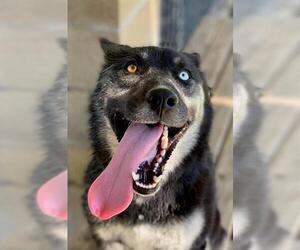 Siberian Husky Dogs for adoption in Riverside, CA, USA