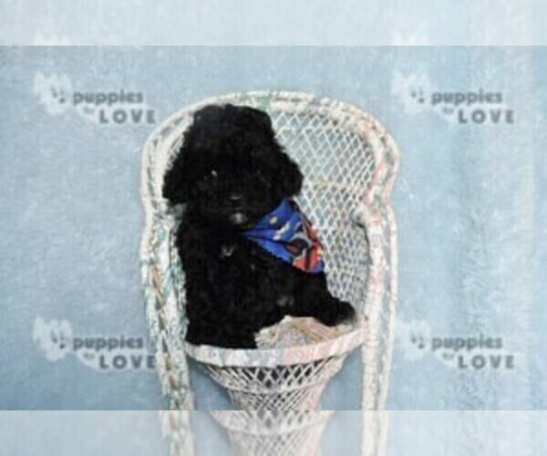 Medium Photo #8 Poodle (Toy) Puppy For Sale in SANGER, TX, USA