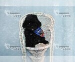 Small #7 Poodle (Toy)
