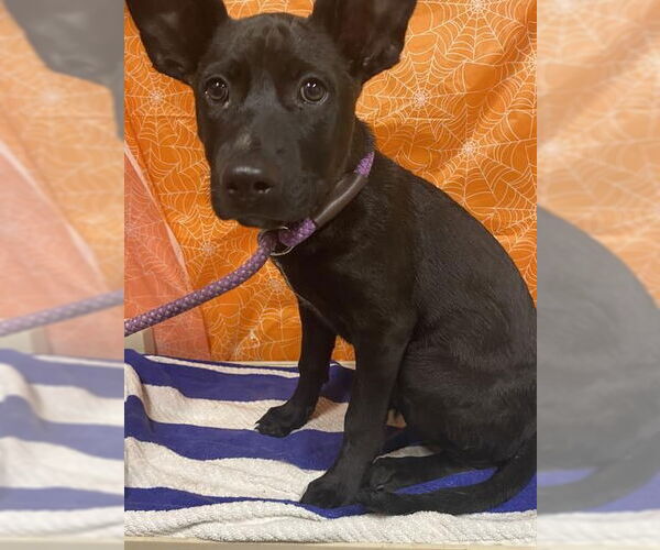 Medium Photo #1 Labrador Retriever-Unknown Mix Puppy For Sale in Modesto, CA, USA