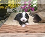 Small Photo #2 Greater Swiss Mountain Dog Puppy For Sale in MILLERSTOWN, PA, USA