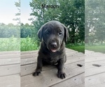 Puppy Maroon Labrador Retriever