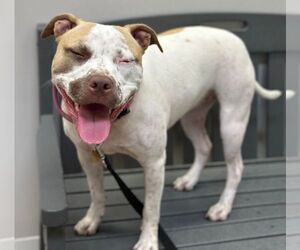 Sandy NJ - Female American Staffordshire Terrier-Unknown Mix Dog for Adoption - Photo #22