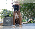 Small #1 Boxer