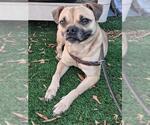 Small Pug Mix