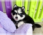 Small Photo #7 Pomsky-Siberian Husky Mix Puppy For Sale in WINDERMERE, FL, USA