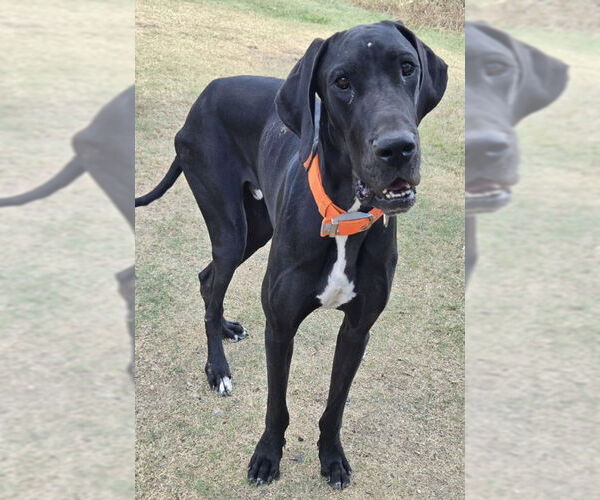 Medium Photo #2 Great Dane Puppy For Sale in PIPE CREEK, TX, USA