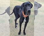 Small #1 Great Dane