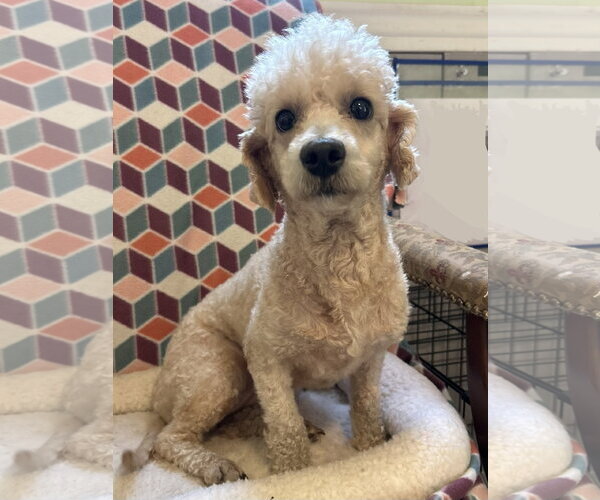Medium Photo #5 Poodle (Miniature) Puppy For Sale in Pacolet, SC, USA