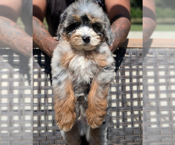 Medium Photo #4 Bernedoodle (Miniature) Puppy For Sale in SACRAMENTO, CA, USA