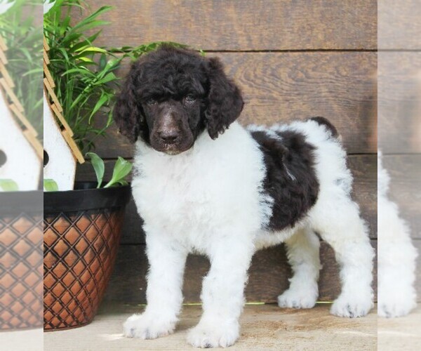 Medium Photo #2 Poodle (Standard) Puppy For Sale in CHRISTIANA, PA, USA