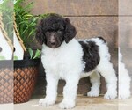 Small #1 Poodle (Standard)