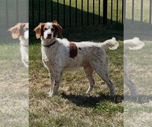 Brittany Dogs for adoption in Curwensville, PA, USA