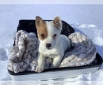 Small Photo #1 Miniature Australian Shepherd Puppy For Sale in HILLSBORO, WI, USA