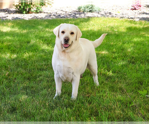 Labrador Retriever Puppy for sale in SYRACUSE, IN, USA