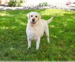 Image preview for Ad Listing. Nickname: Trixie