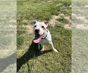 American Pit Bull Terrier Dogs for adoption in Evansville, IN, USA
