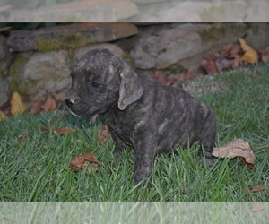 Cane Corso Puppy for sale in BIRMINGHAM, AL, USA