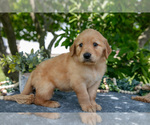 Small Photo #25 Golden Retriever Puppy For Sale in WOLCOTTVILLE, IN, USA