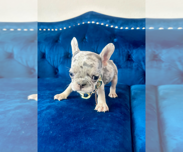 Medium Photo #5 French Bulldog Puppy For Sale in ENCINO, CA, USA