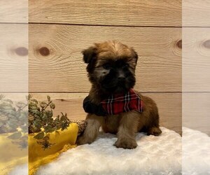 Soft Coated Wheaten Terrier Puppy for sale in DOSS, MO, USA