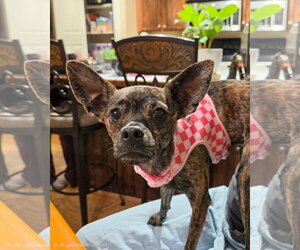 Figgie Smalls - Female Chihuahua-Unknown Mix Dog for Adoption - Photo #6