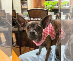 Small Photo #6 Chihuahua-Unknown Mix Puppy For Sale in Sandy, UT, USA
