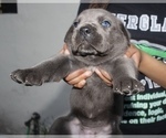 Small Photo #8 Cane Corso Puppy For Sale in MIAMI GARDENS, FL, USA