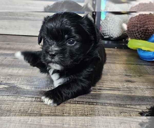 Medium Photo #4 Zuchon Puppy For Sale in LEXINGTON, OH, USA