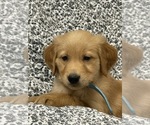 Puppy Max Golden Retriever