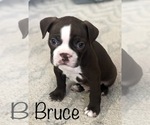 Small Photo #3 Boston Terrier Puppy For Sale in DICKINSON, TX, USA