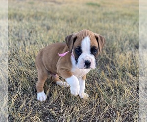 Boxer Puppy for sale in GREAT FALLS, MT, USA