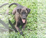 Small #4 Catahoula Leopard Dog-Labrador Retriever Mix