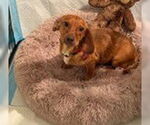 Small #1 Dachshund Mix